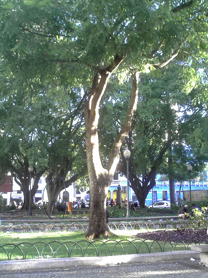 파우브라질 나무 /위키피디아
