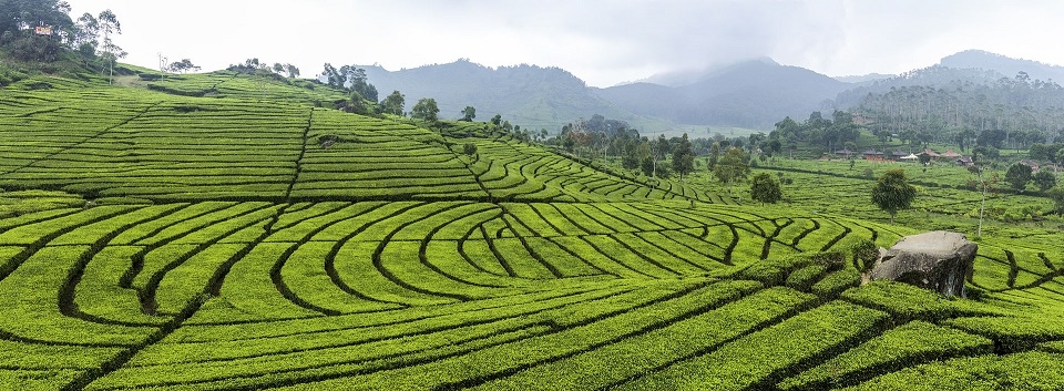 인도네시아 차밭 /위키피디아