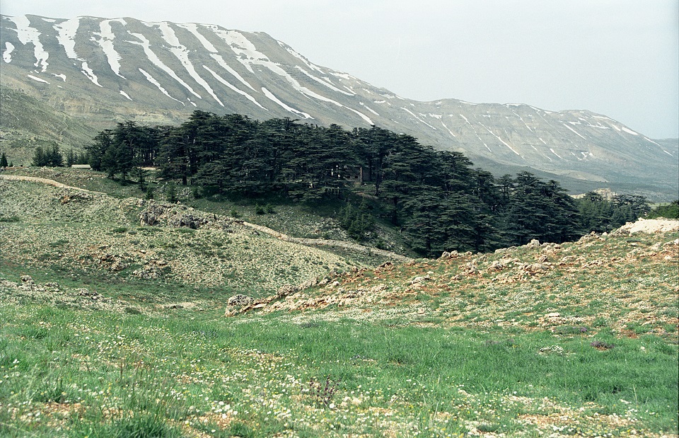레바논의 백향목 숲 /위키피디아