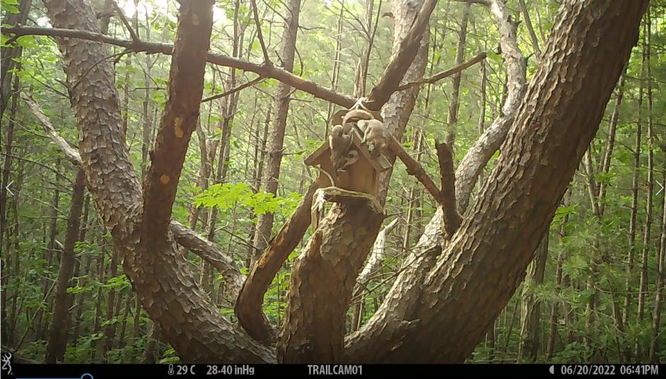 장난치는 하늘다람쥐 가족(2022. 6. 20. 소백산) /국립공원공단