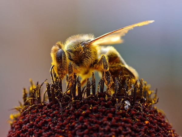 꿀벌 /위키피디아
