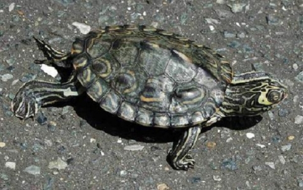 바버지도거북(Big-headed map turtle; Graptemys barbouri)