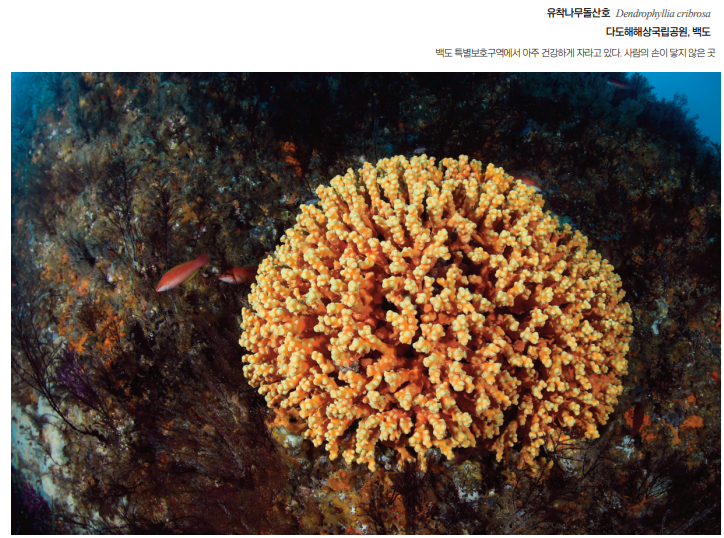 유착나무돌산호(멸종위기Ⅱ급) /환경부